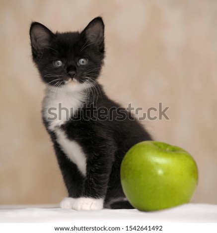 little black with white kitten and green apple