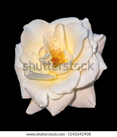 Vintage painting style yellow white pink rose blossom macro,black background, fine art still life close-up of a single bloom with detailed texture
