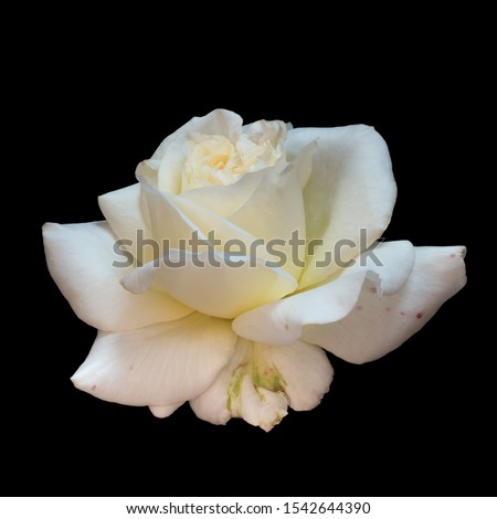 Yellow white rose blossom macro with rain drops,black background, fine art still life close-up of a single bloom with detailed texture