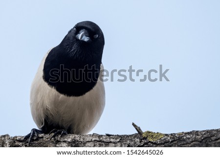  Common magpie perching on a branch