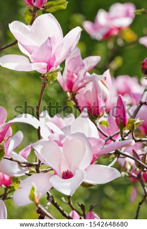 Blooming pink  magnolia Soulangeana closeup