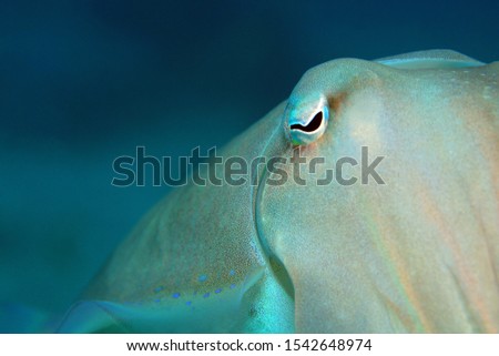 Broadclub Cuttlefish (Sepia latimanus). Padang Bai, Bali, Indonesia