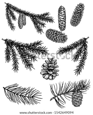 Hand drawn design vector elements. Forest collection of coniferous branches and pine cones isolated on white background. Pine branches with cones, spruce branches with cones. Christmas decor.