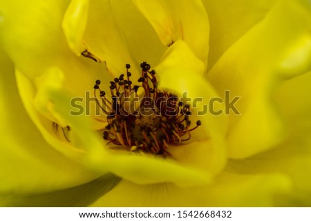 Close up picture of a beautiful yellow rose.