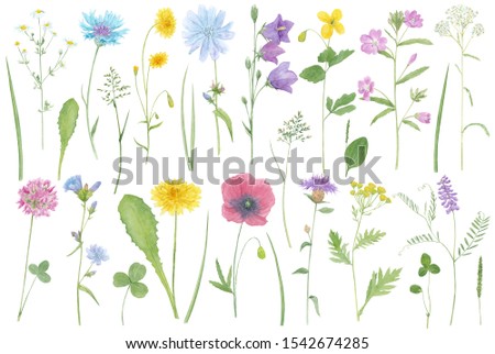 Meadow flowers. Big set with wildflowers, medicinal plants, field herbs. Watercolor hand drawn botanical illustrations isolated on white background