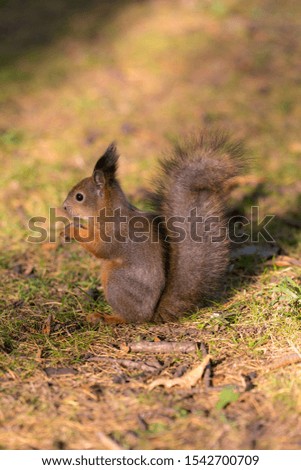 portrait of a squirrel on the ground in autumn park