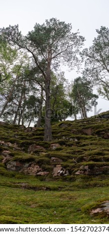 A tree on a stony hill covered in moss
