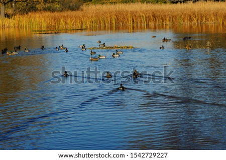 Beautiful autumn landscape - small pond in the autumn park -  mallard ducksautumn in park