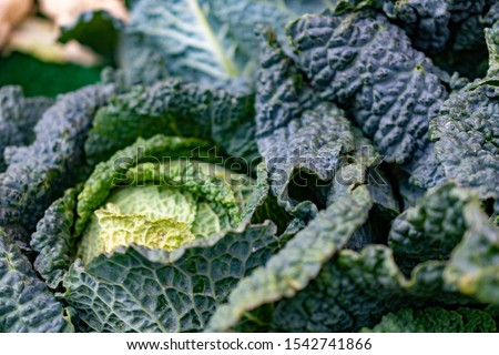 A hardy winter savoy cabbage at a local farmers' market. Savoy cabbage is a healthy vegetable that supplies many necessary vitamins and minerals to its consumer.