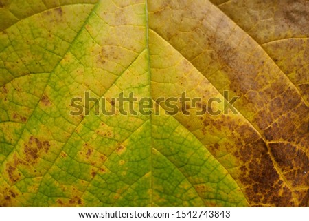 Fallen leaf. Natural leaf of Dutchman Pipe