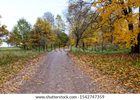 countryside road in autumn with colored trees and sunlight