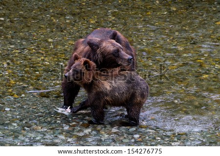 Grizzly bear and Bear Cub Catching Salmon at hyder Alaska