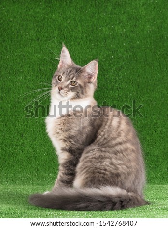 Playful Maine Coon kitten posing over green grass background