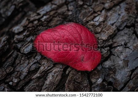 red leaf that lies on the bark of a tree
