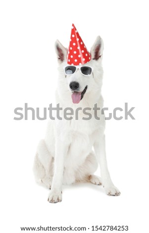 Swiss shepherd dog with birthday cap and sunglasses on white background