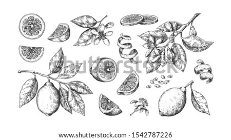 Hand drawn lemon. Vintage lime orange or lemon fruits blossom and branches for juice label. Vector black ink outline food sketch illustrations with juicy piece and peel fruit for health fresh drinks Royalty-Free Stock Photo #1542787226