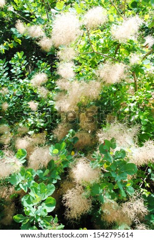 unknown fluffy green shrub in the forest