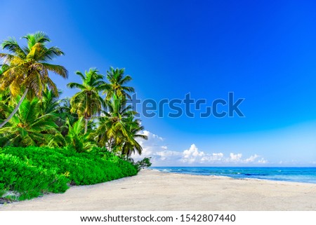 tropical landscape paradise place coconut tree on blue sky background with cloud