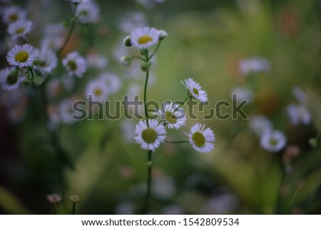 The nature background flowers and animal