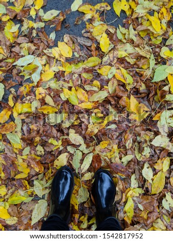 Over the top picture of sidewalk covevered with colorful leaves