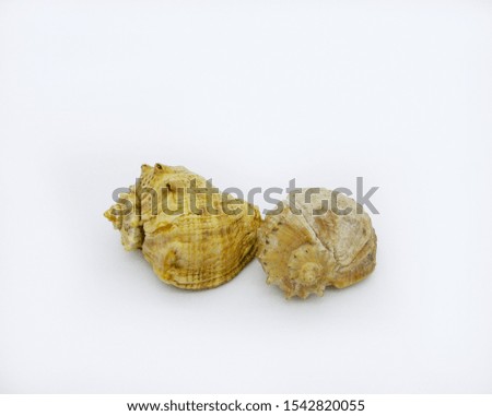 seashell  Rapana on white background     