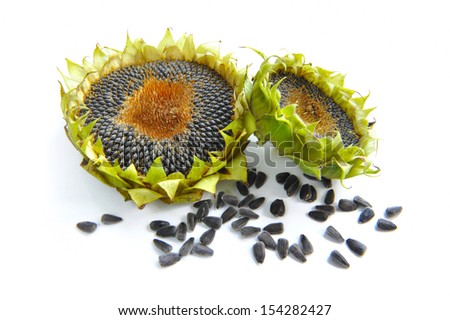 Autumn sunflowers with ripe seeds on white background