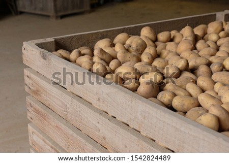 Raw potatoes after harvest on organic farm