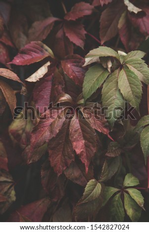 red and green grape leaves, autumn