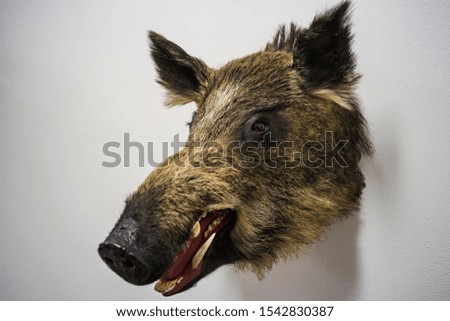 Wild boar head taxidermy object hunters trophy mounted on a wall.