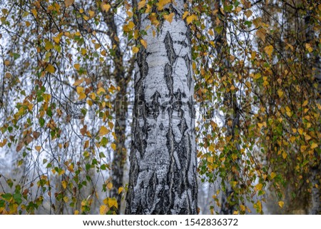 
White birch with yellow autumn leaves on a cloudy foggy day