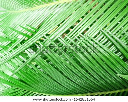 Tropical palm leaves, floral pattern background, real photo