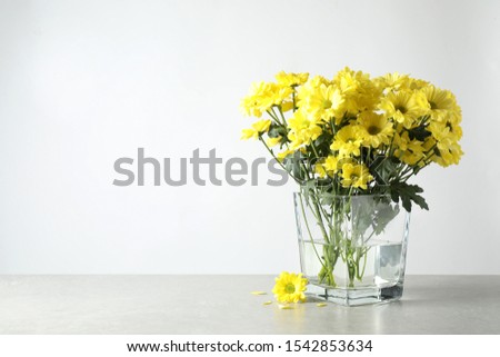 Vase with beautiful chamomile flowers on grey table against light background. Space for text