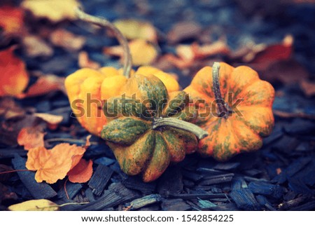Three unusual pumpkins among fallen autumnal leaves. 
