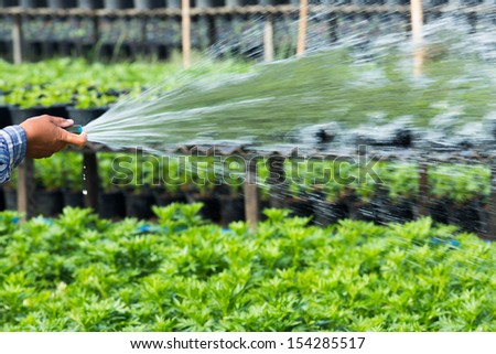 Close up farmer watering plant via plastic hose
