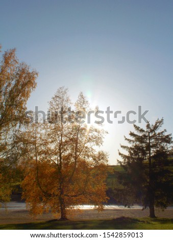 Against the light picture: The sun comes trough the autumnal foliage of a tree, water in the background