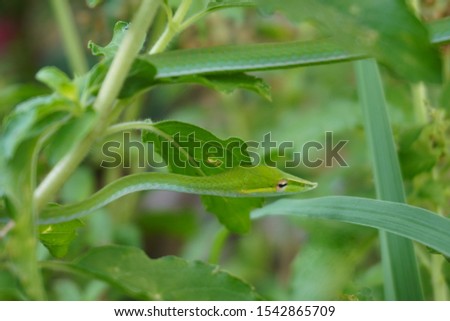 Long-nosed whip snake or Green vine snake crawling on a tree With camouflage like the leaves
