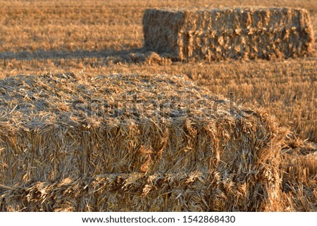 Square straw bales lie on a harvested wheat field in autumn in the evening sun