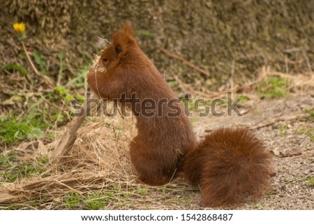 Photo of a squirrel with warm colours, selective focus and sunlight.