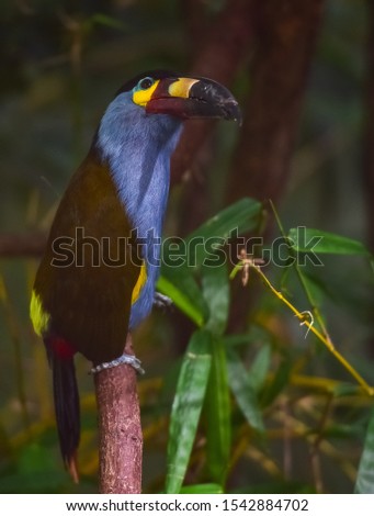 Deep Red, Blue, and Yellow Plumage on a Mountain Toucan on a Vine