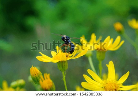 Photos of beautiful wild flowers in nature. Natural background
