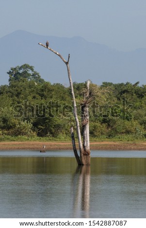 vertical day shot of a dry tree in a lake with a crested hawk eagle (Nisaetus cirrhatus) sitting on a branch with water beneath, a forest and mountains in the back. Udawalawe National Park. Sri Lanka