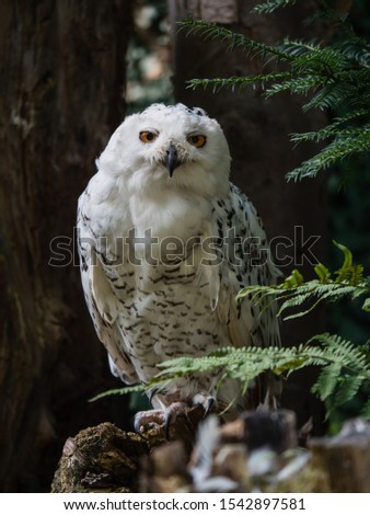 Snowy owl in her natural habitat

