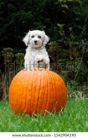 Small white dog holding onto pumpkin stem outside in grass