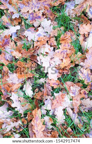 yellow oak leaf close-up on green grass background