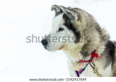 Head of a Husky. The dog is attentive and ready to start by pulling the sled.