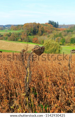 Big dried sunflower in the soy field. Autumn picture