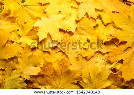 Yellow autumn leaves as background, top view