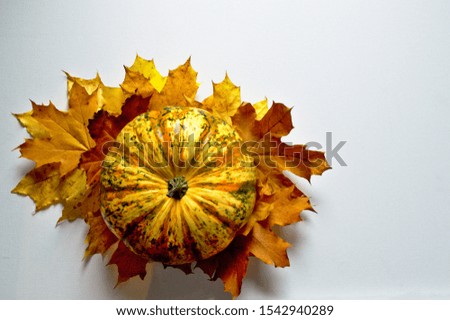 Yellow decorating pumpkin with splashes of green and orange with dry maple leaves isolated on white background. Autumn, Halloween decoration background