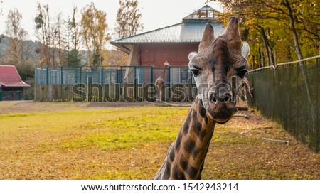 A Giraffe poses at the Zoo.