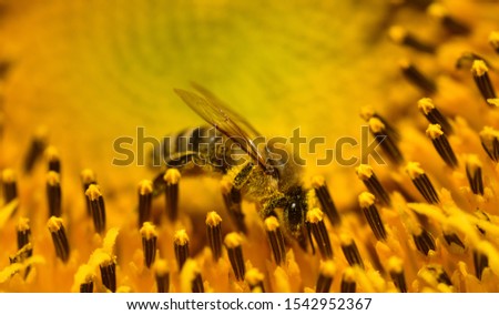 Closeup of a honey bee sitting with pollen in a yellow brilliant sunflower in the summer